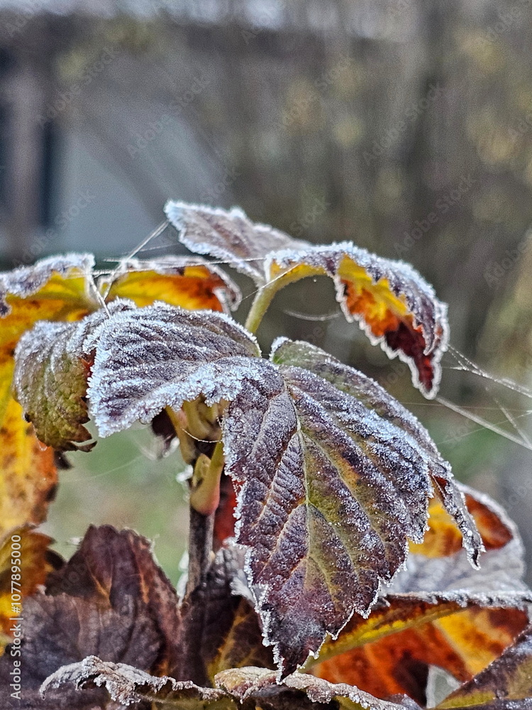 Frost on autumn leaves in the garden Frost on autumn leaves in the garden