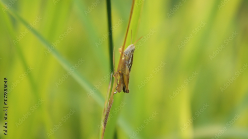 Grasshopper on a Blade of Grass in a Field Grasshopper on a Blade of Grass in a Field