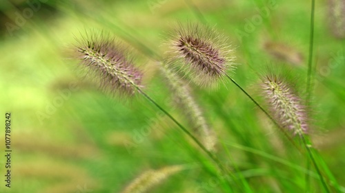 Reeds swaying in the wind