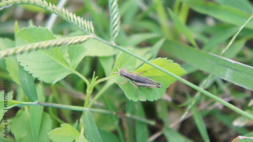 Closeup of a Grasshopper on a Leaf Closeup of a Grasshopper on a Leaf