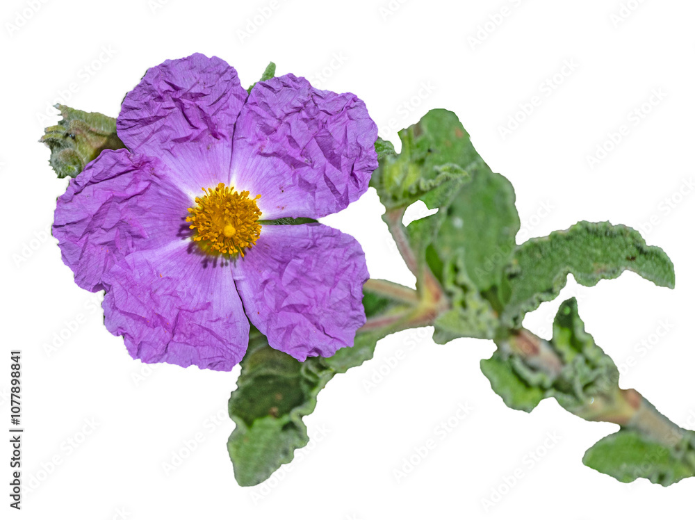 Close up of violet Flower Close up of violet Flower