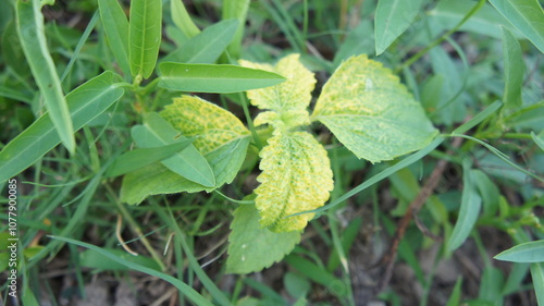 Close-up of Green Leaves with Yellowing Spots