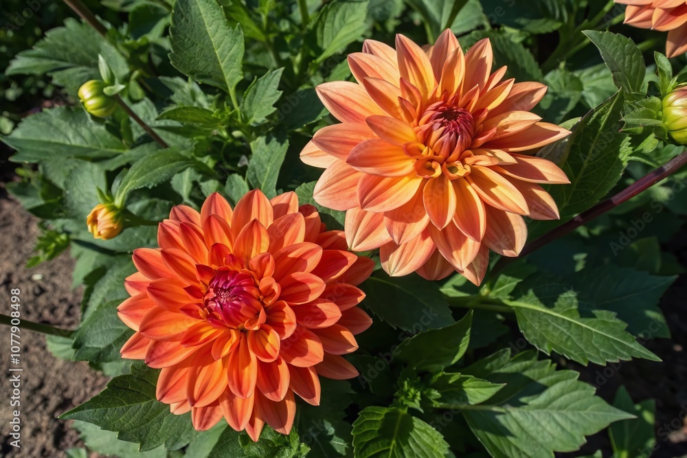 Aerial Photography of Two Vibrant Orange Dahlias in Full Bloom Against a Lush Green Background, Showcasing Nature's Beauty and the Intricate Details of These Stunning Flowers Aerial Photography of Two Vibrant Orange Dahlias in Full Bloom Against a Lush Green Background, Showcasing Nature's Beauty and the Intricate Details of These Stunning Flowers