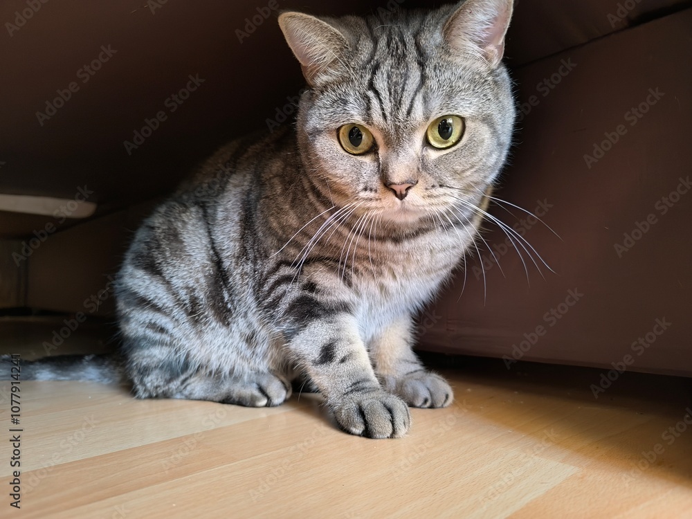 Scottish straight-eared grey striped cat. Scottish straight-eared grey striped cat.