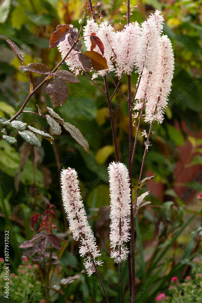Naklejka premium Actaea simplex plant in garden