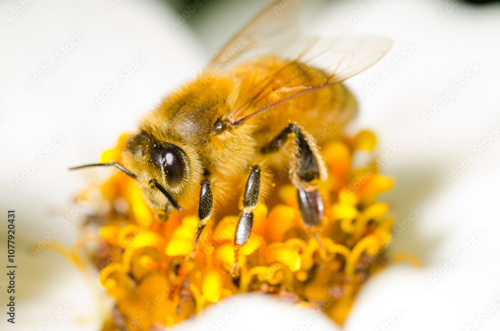 Honey Bee collecting nectar from flower Honey Bee collecting nectar from flower