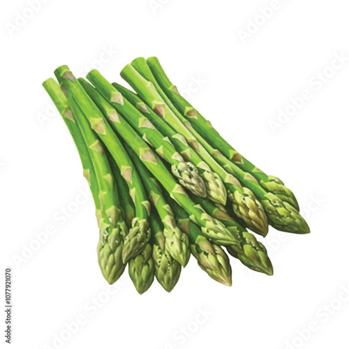 watercolor Asparagus isolated white background