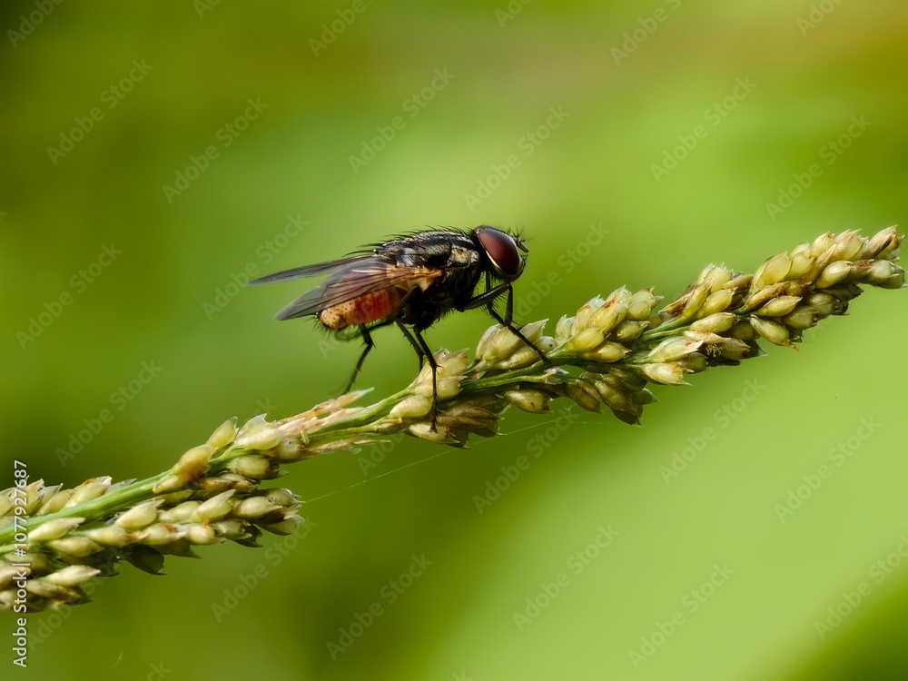Fototapeta premium house fly on plant stem with blur background