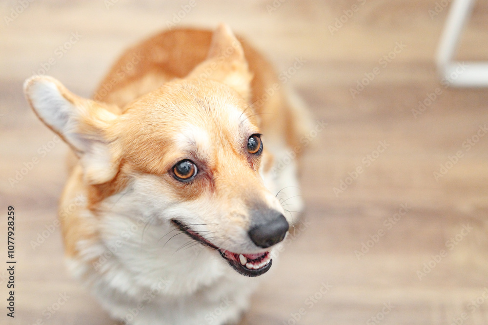Corgi dog at home. Lifestyle photo, close up Corgi dog at home. Lifestyle photo, close up