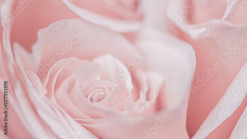 Fototapeta Naklejka Na Ścianę i Meble -  Pink pale rose flower petals, soft focus. Macro flowers backdrop