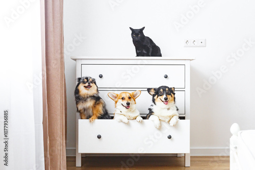 Animals Found in Funny Places, Corgi Photos,Portrait of pembroke welsh corgi and black cat sitting in drawer
