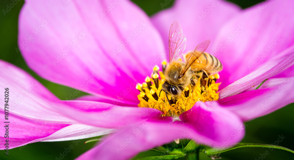 Honey Bee collecting nectar from flower Honey Bee collecting nectar from flower