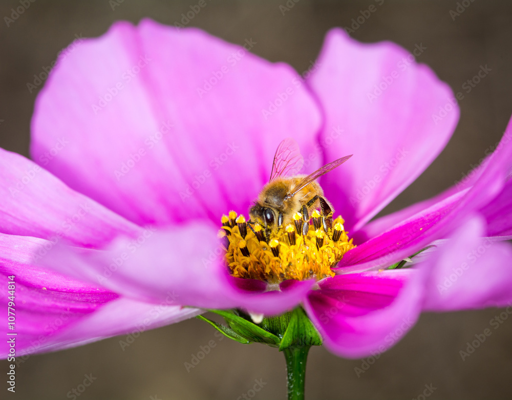 Honey Bee collecting nectar from flower Honey Bee collecting nectar from flower