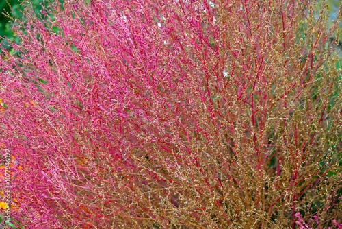 Autumn leaves of Kochia Scoparia (Bassia scoparia). Annual Amaranthaceae plants. The fruits are edible and also have medicinal properties for preventing skin diseases. photo