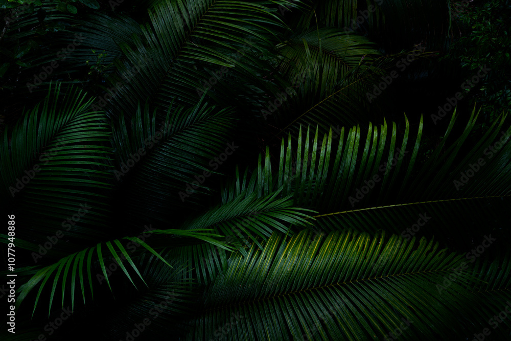 Botanical tropical green forest in asia background concept of ecology and relax, calm, freshness, freedom journey lifestyle use for spa and environmental conservation. Botanical tropical green forest in asia background concept of ecology and relax, calm, freshness, freedom journey lifestyle use for spa and environmental conservation.