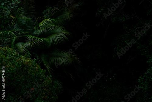 Botanical tropical green forest in asia background concept of ecology and relax, calm, freshness, freedom journey lifestyle use for spa and environmental conservation.