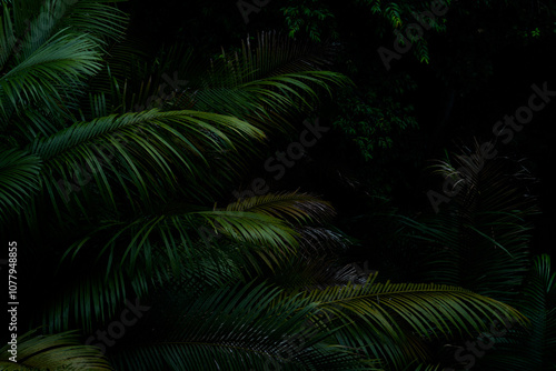 Botanical tropical green forest in asia background concept of ecology and relax, calm, freshness, freedom journey lifestyle use for spa and environmental conservation.