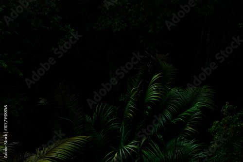 Botanical tropical green forest in asia background concept of ecology and relax, calm, freshness, freedom journey lifestyle use for spa and environmental conservation.