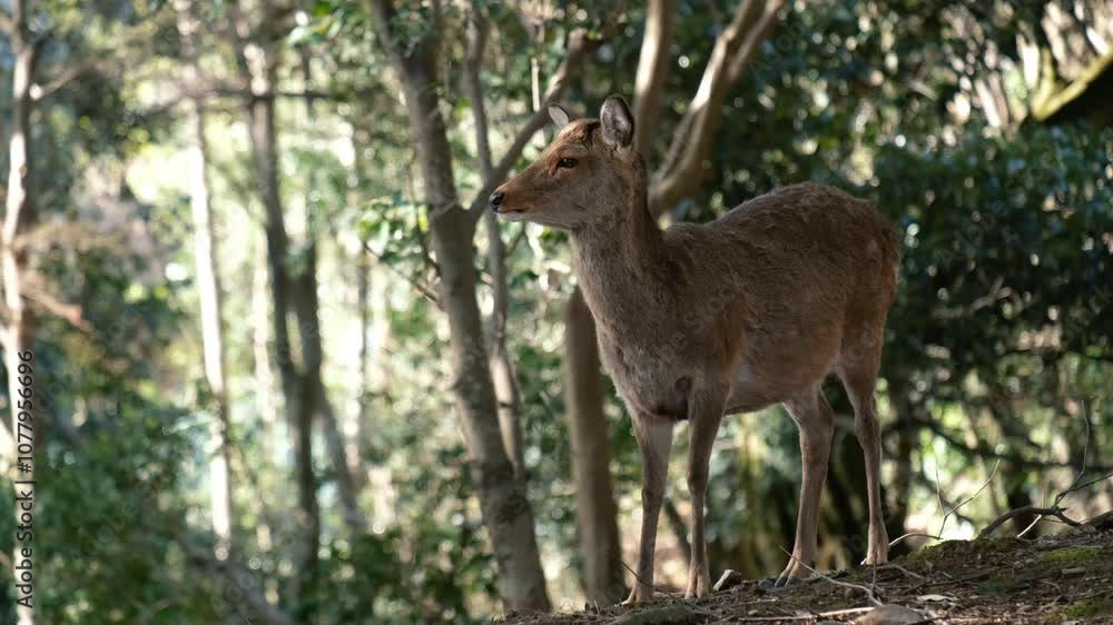 Wild deer in Nara Park in Japan. Wild deer in Nara Park in Japan.