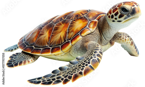 Sea turtles isolated on a transparent background, Ocean animal