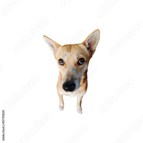 A cute and small Jack Russell Terrier puppy with brown and white fur, isolated in a studio setting, looking adorable and playful