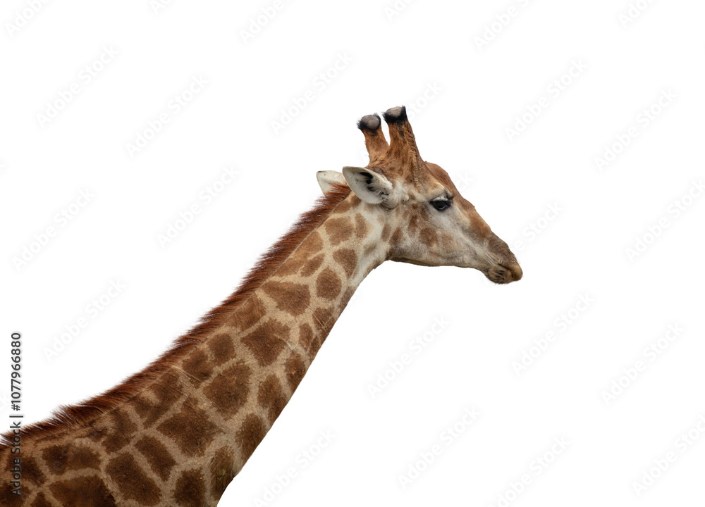 Giraffe isolated on white, transparent. Long neck safari animal at national park in Africa, side view Giraffe isolated on white, transparent. Long neck safari animal at national park in Africa, side view