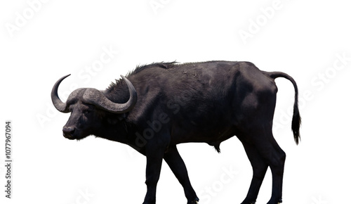 Photography African buffalo isolated on white transparent, safari animal with horns
