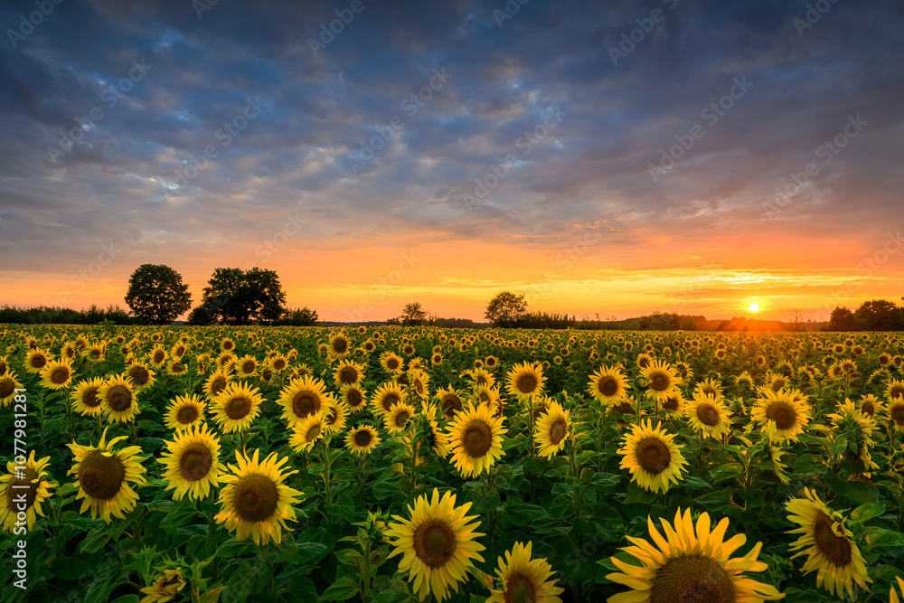 Fototapeta premium Beautiful sunset over sunflowers field