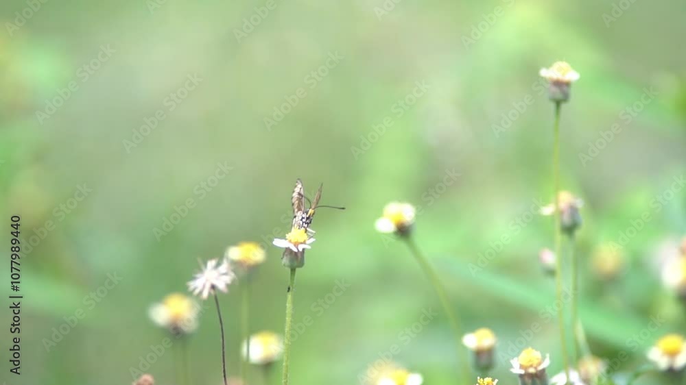 Butterflies are looking for a partner to mate. flying around looking for its partner. Butterflies are looking for a partner to mate. flying around looking for its partner.
