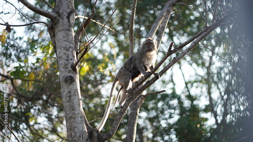 A wild monkey perched on a tree, gazing curiously at its surroundings. The natural landscape adds an exotic vibe perfect for nature, adventure, and wildlife projects. long tailed monkey