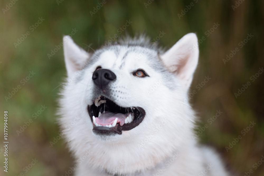 A delightful gray Siberian husky stands on green meadow in the background of a forest. A dog on a natural background. A delightful gray Siberian husky stands on green meadow in the background of a forest. A dog on a natural background.