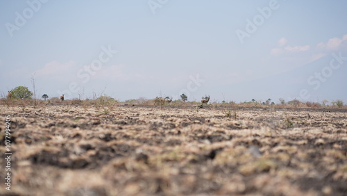 A majestic herd of deer grazes across a dry savanna landscape, their graceful forms contrasting with the arid terrain. Capturing the beauty of wildlife in its natural habitat. ideal for nature themes