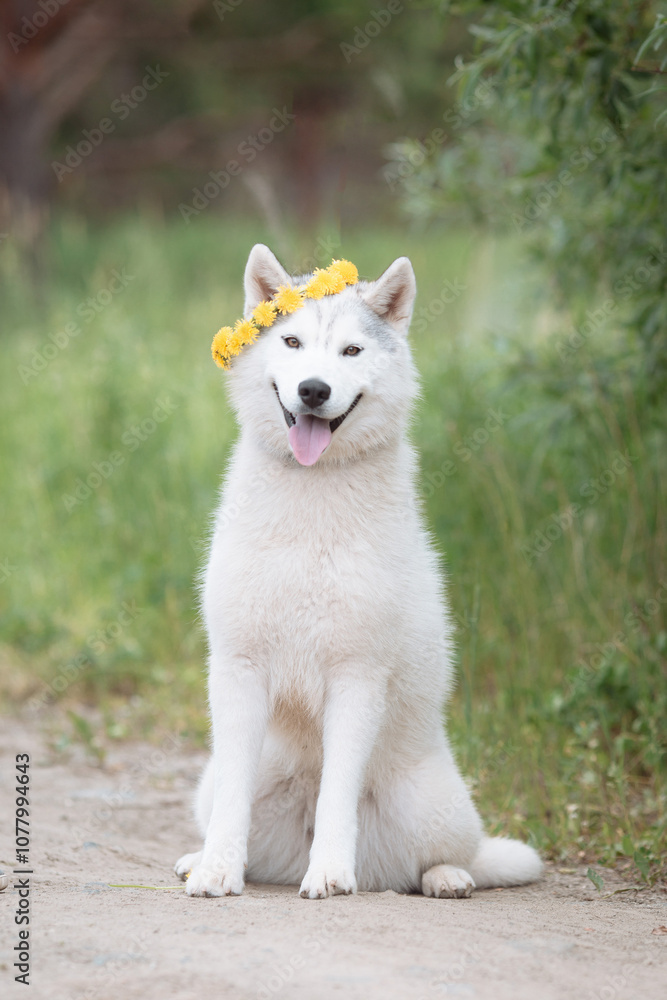 White cute husky dog with wreath of dandelions, summer walking day, green meadow of park White cute husky dog with wreath of dandelions, summer walking day, green meadow of park