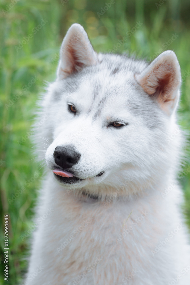 A delightful gray Siberian husky stands on green meadow in the background of a forest. A dog on a natural background. A delightful gray Siberian husky stands on green meadow in the background of a forest. A dog on a natural background.