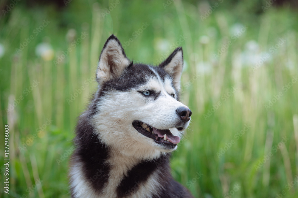 A delightful gray Siberian husky stands on green meadow in the background of a forest. A dog on a natural background. A delightful gray Siberian husky stands on green meadow in the background of a forest. A dog on a natural background.