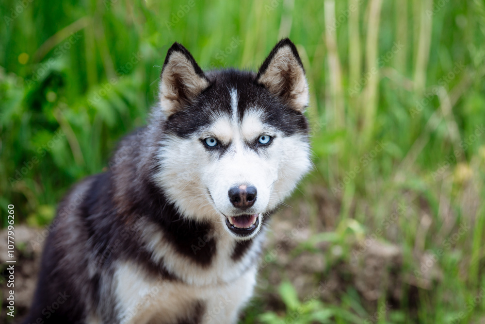 A delightful gray Siberian husky stands on green meadow in the background of a forest. A dog on a natural background. A delightful gray Siberian husky stands on green meadow in the background of a forest. A dog on a natural background.