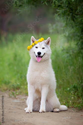 White cute husky dog with wreath of dandelions, summer walking day, green meadow of park