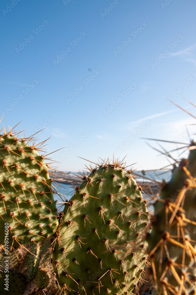 The three cactus-ters shine bright The three cactus-ters shine bright