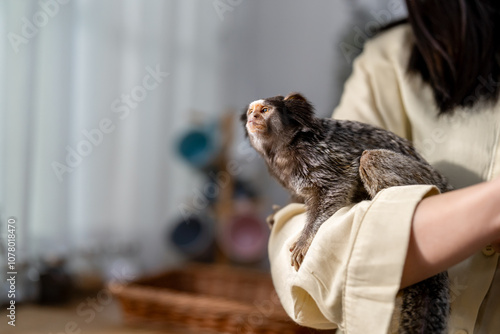 Photography Close up of young woman owner holding Marmoset monkey in kitchen at home