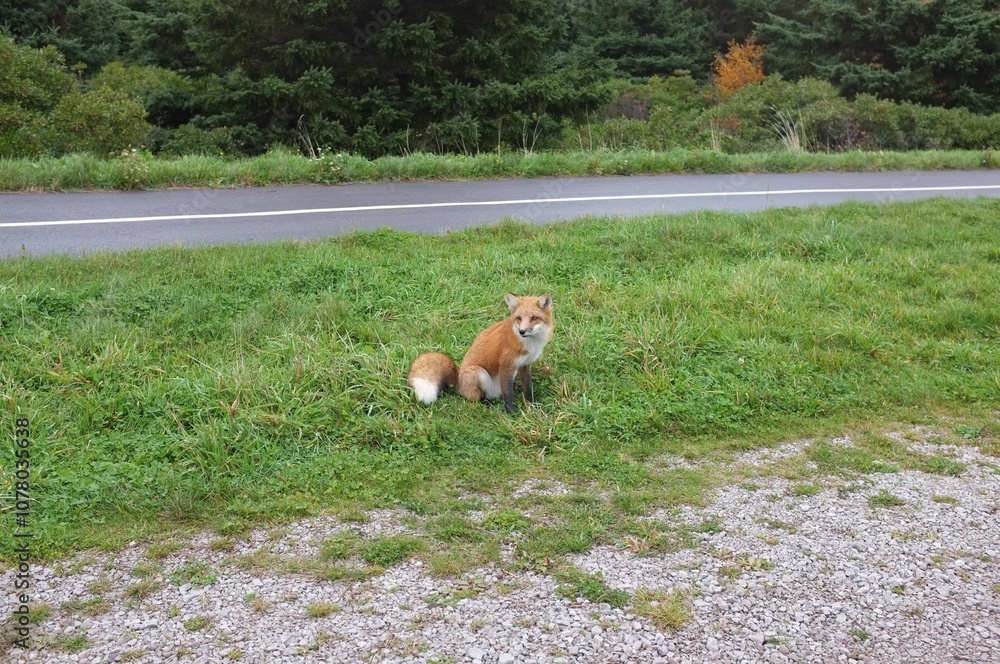 Fototapeta premium Canadian Fox following us in Nova Scotia