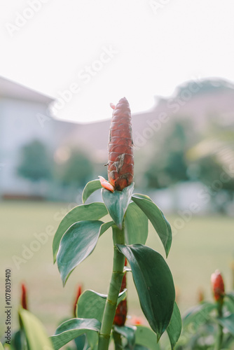 Zingiber is a genus of flowering plants in the family Zingiberaceae photo