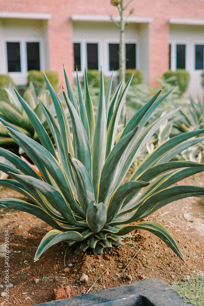 Agave americana, commonly known as the century plant, maguey, or American aloe Agave americana, commonly known as the century plant, maguey, or American aloe