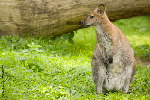 Kangaroo in a forest area with a fallen tree in the background photo