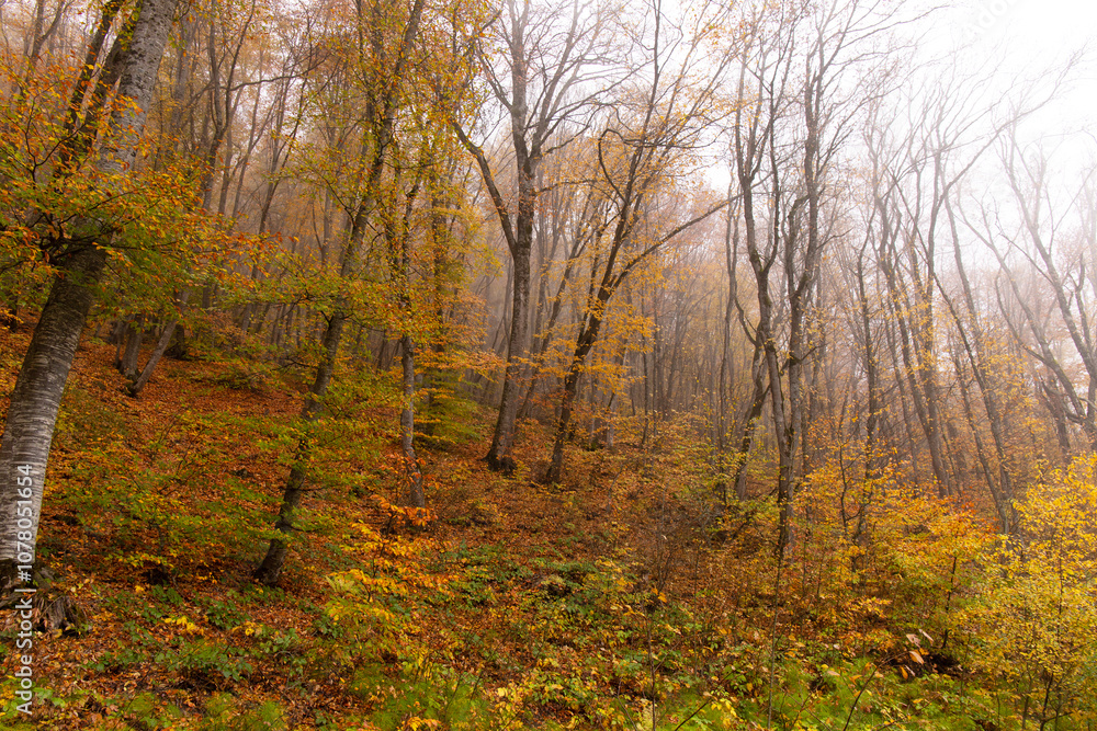 Yellow leaves lie on the ground in the autumn forest. Yellow leaves lie on the ground in the autumn forest.