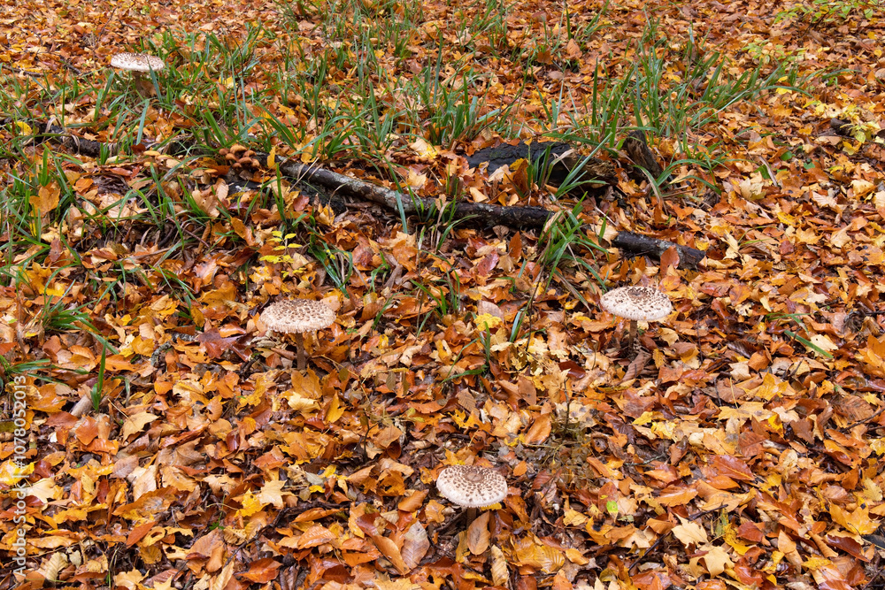 Beautiful grebes in the autumn forest Beautiful grebes in the autumn forest