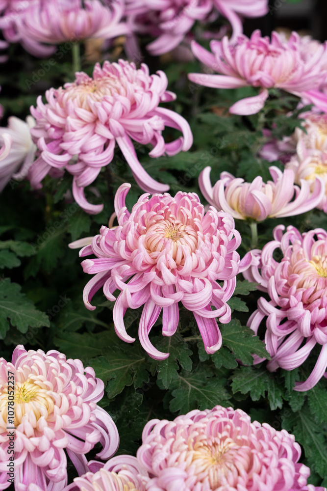 Obraz premium A bouquet of pink chrysanthemum flowers in garden, Bush of autumn flowers.