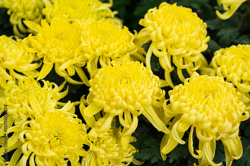 A bouquet of yellow chrysanthemum flowers in garden, Bush of autumn flowers. A bouquet of yellow chrysanthemum flowers in garden, Bush of autumn flowers.