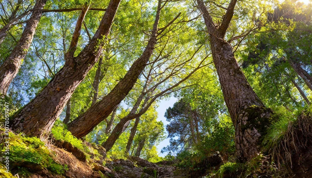 Nature picture, perfect tree, big Nature picture, perfect tree, big