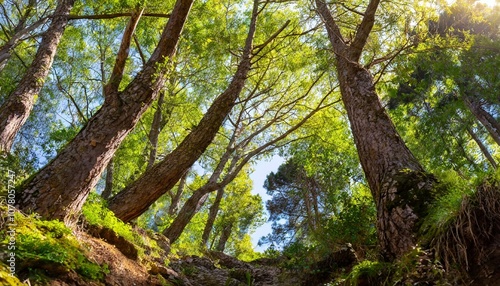 Nature picture, perfect tree, big