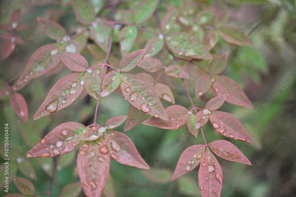 Image of water droplets on the leaves of the Namcheon Stream blooming on the Daecheongcheon Stream trail Image of water droplets on the leaves of the Namcheon Stream blooming on the Daecheongcheon Stream trail